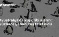 H5N1 kuş gribi