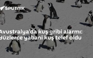 H5N1 kuş gribi