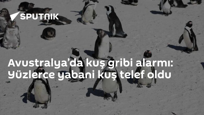 H5N1 kuş gribi