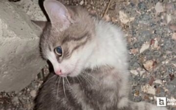 yavru kedi