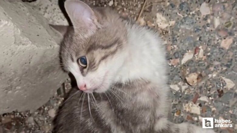 yavru kedi