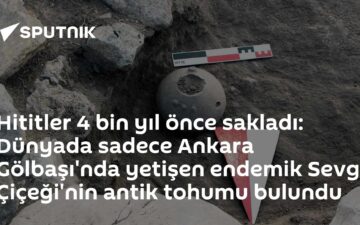 Sevgi Çiçeği