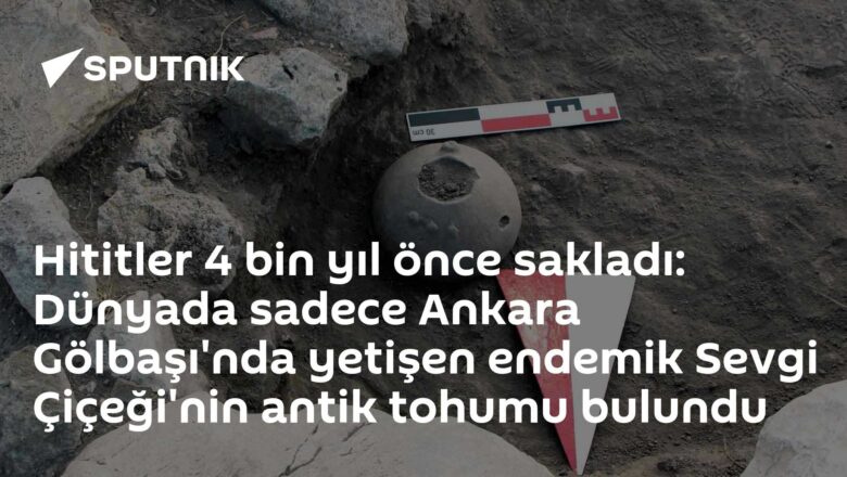 Sevgi Çiçeği