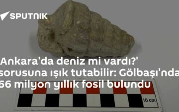fossil