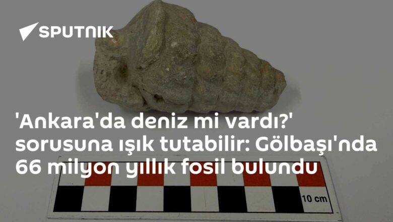 fossil