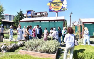 Ankara Kedisi