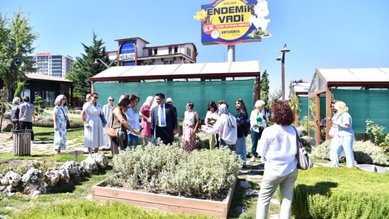 Ankara Kedisi